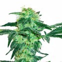 White Ice (White Label) Feminiserade