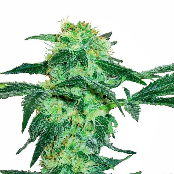 White Ice (White Label) Feminiserade