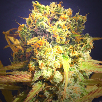 Dr. Bruce Banner (Original Sensible Seeds) Feminiserade cannabisfr&ouml;n