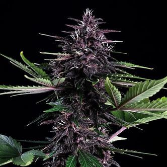 Swiss Dream Ros&eacute; Auto CBD (Kannabia) feminiserade