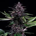 Swiss Dream Rosé Auto CBD (Kannabia) Feminiserade