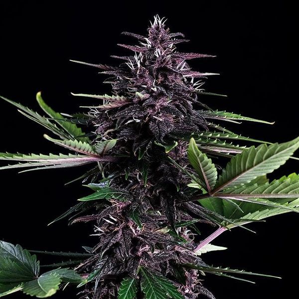 Swiss Dream Rosé Auto CBD (Kannabia) Feminiserade