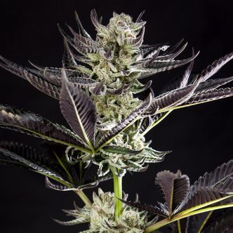 Purple Punch x Do-Si-Dos (Philosopher Seeds) feminiserade