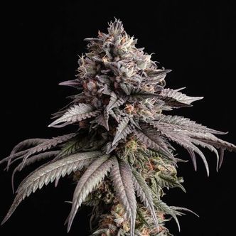 Gelato-K (Kannabia) feminiserade cannabisfr&ouml;n