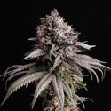 Gelato-K (Kannabia) Feminiserade