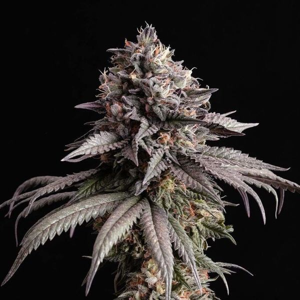 Gelato-K (Kannabia) Feminiserade