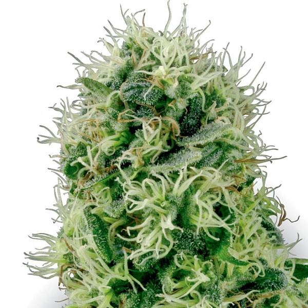 Pure Power Plant (White Label) Feminiserade