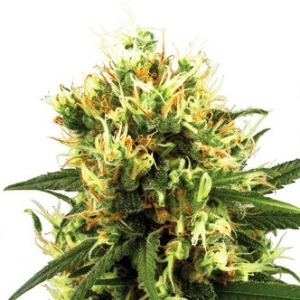 White Haze Automatic (White Label) feminiserade