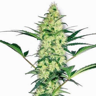 White Diesel (White Label) feminiserade cannabisfr&ouml;n