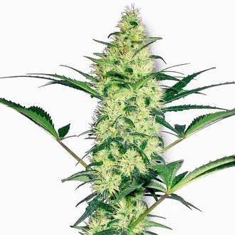 White Diesel (White Label) Feminiserade