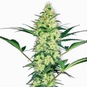 White Diesel (White Label) Feminiserade