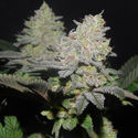 Gelato (Zamnesia Seeds) Feminiserade