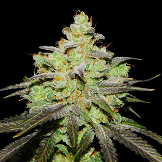 Wifi 43 x Do-Si-Dos (Philosopher Seeds x Zamnesia) Feminiserade