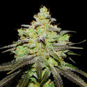 Wifi 43 x Do-Si-Dos (Philosopher Seeds x Zamnesia) Feminiserade