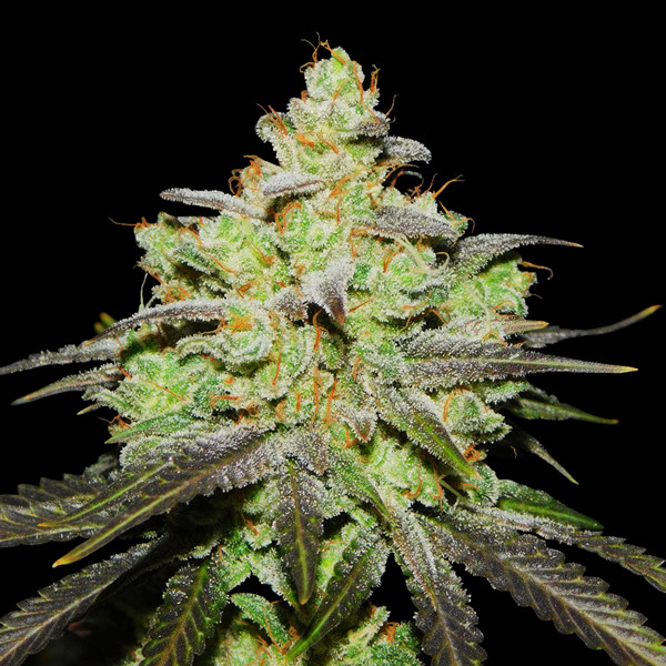 Wifi 43 x Do-Si-Dos (Philosopher Seeds x Zamnesia) Feminiserade