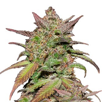Smoothie Auto (FastBuds) feminiserade