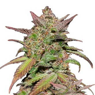 Smoothie Auto (FastBuds) Feminiserade