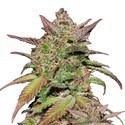 Smoothie Auto (FastBuds) Feminiserade