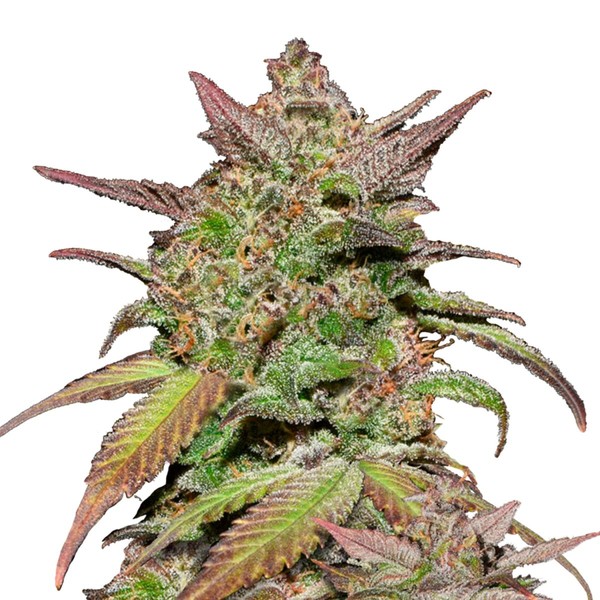 Smoothie Auto (FastBuds) Feminiserade