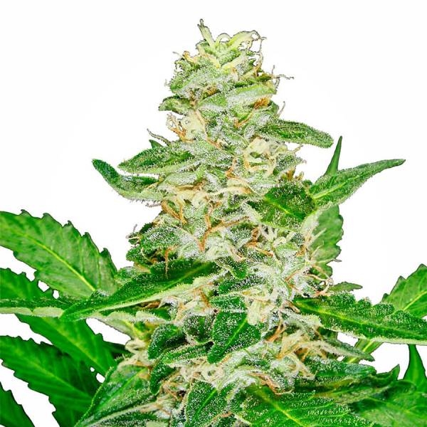 Super Skunk Autoflower (White Label) Feminiserade