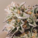 Vision Gelato Auto (Vision Seeds) Feminiserade