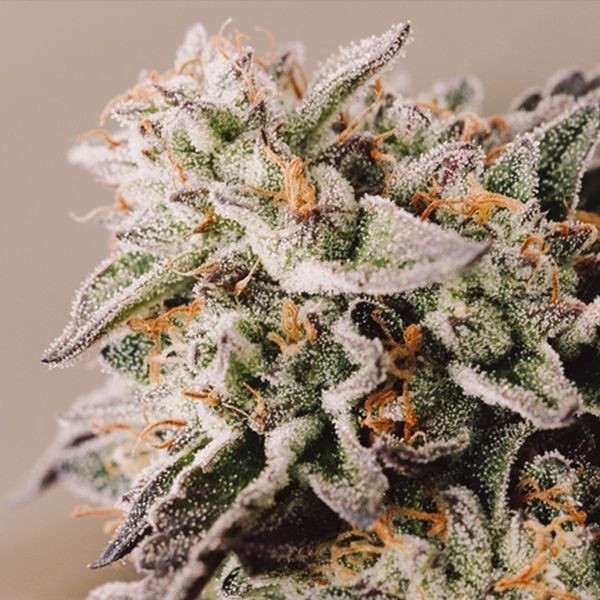 Vision Gelato Auto (Vision Seeds) Feminiserade