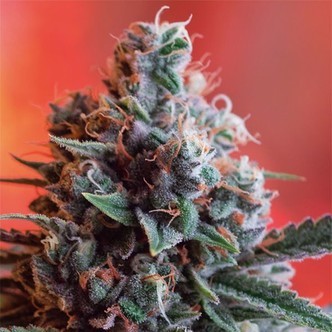 Dark Star x AK-49 (Vision Seeds) feminiserade