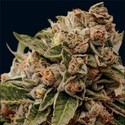 Lamb's Breath x AK-49 (Vision Seeds) Feminiserade