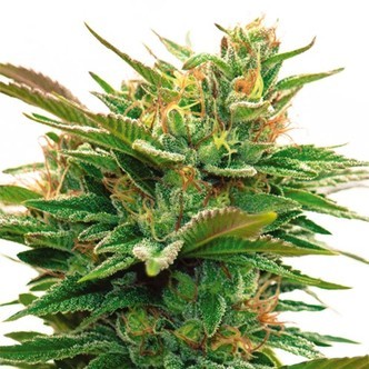 Nicole x OG (Vision Seeds) feminiserade