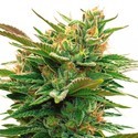 Nicole x OG (Vision Seeds) Feminiserade