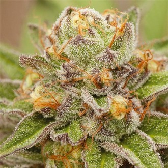 Pure Gelato (Vision Seeds) Feminiserade