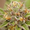 Pure Gelato (Vision Seeds) Feminiserade