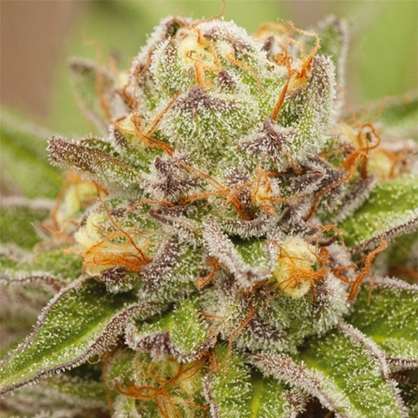Pure Gelato (Vision Seeds) Feminiserade