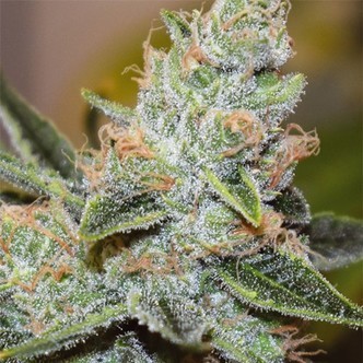 Wedding Cake x Triple OG (Vision Seeds) feminiserade cannabisfr&ouml;n