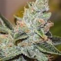 Wedding Cake x Triple OG (Vision Seeds) Feminiserade