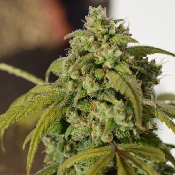 Gorilla SFV OG (Expert Seeds) Feminiserade