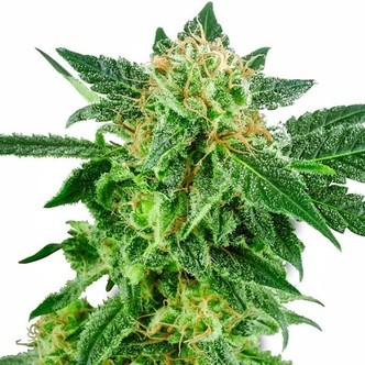 Snow Ryder (White Label) feminiserade cannabisfr&ouml;n