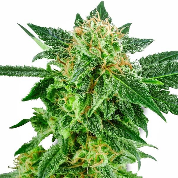 Snow Ryder Autoflower (White Label) Feminiserade