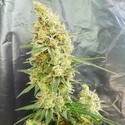 Gorilla Banana (Expert Seeds) Feminiserade