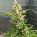 Gorilla Ice Cream (Expert Seeds) Feminiserade