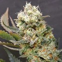 ZkittleZ Glue (Expert Seeds) Feminiserade