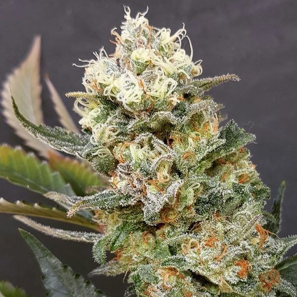 ZkittleZ Glue (Expert Seeds) Feminiserade