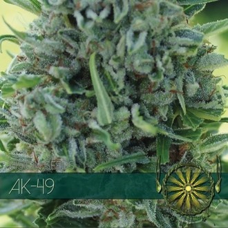 AK-49 (Vision Seeds) Feminiserade