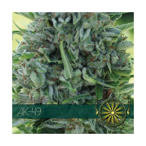 AK-49 (Vision Seeds) Feminiserade