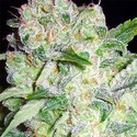 AK-49 (Vision Seeds) Feminiserade