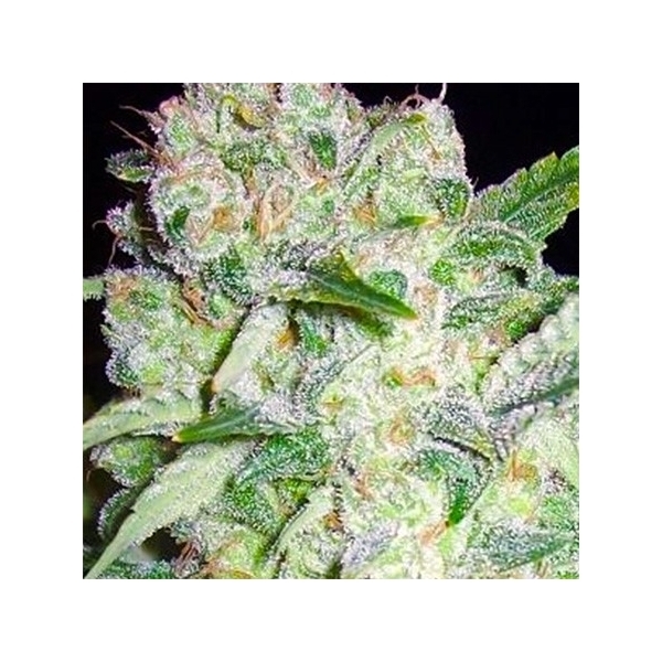 AK-49 (Vision Seeds) Feminiserade