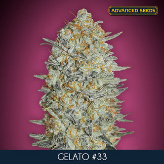 Gelato 33 (Advanced Seeds) feminiserade