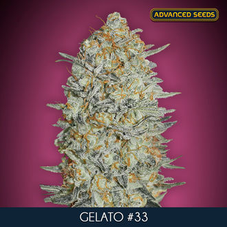 Gelato 33 (Advanced Seeds) Feminiserade
