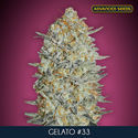 Gelato 33 (Advanced Seeds) Feminiserade