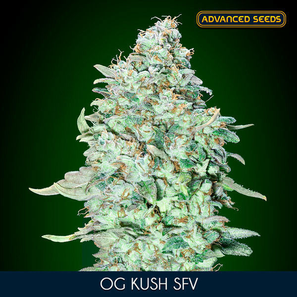 OG Kush SFV (Advanced Seeds) Feminiserade